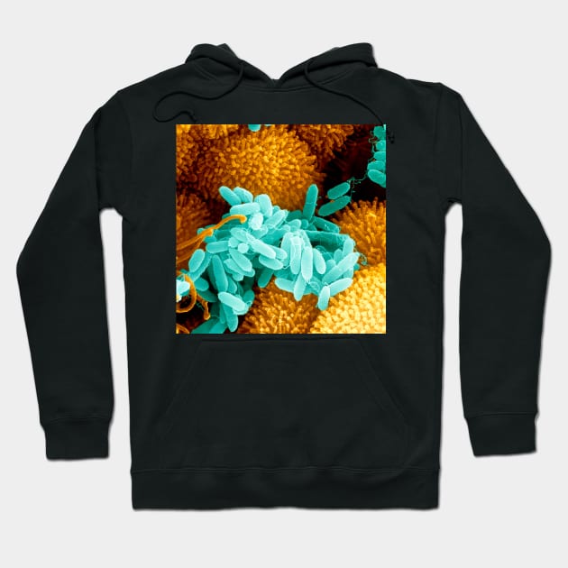 Pseudomonas aeruginosa bacteria (B220/1027) Hoodie by SciencePhoto